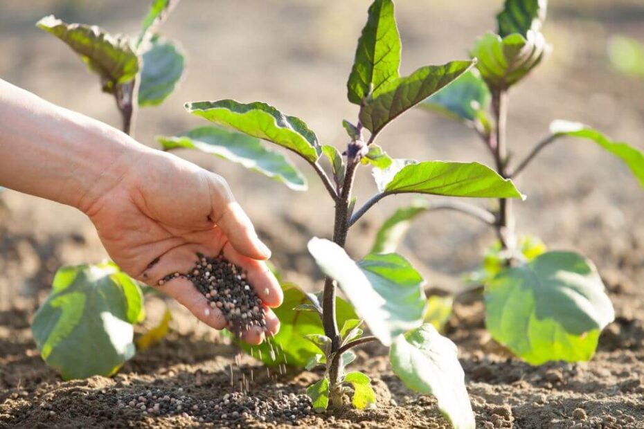 Adubo Bokashi: o que é e como fazer esse tipo de adubo