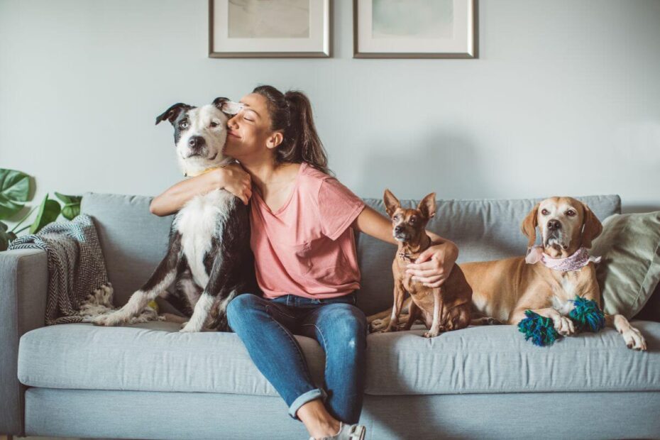 Casa com pets: com organizar e o que não pode faltar