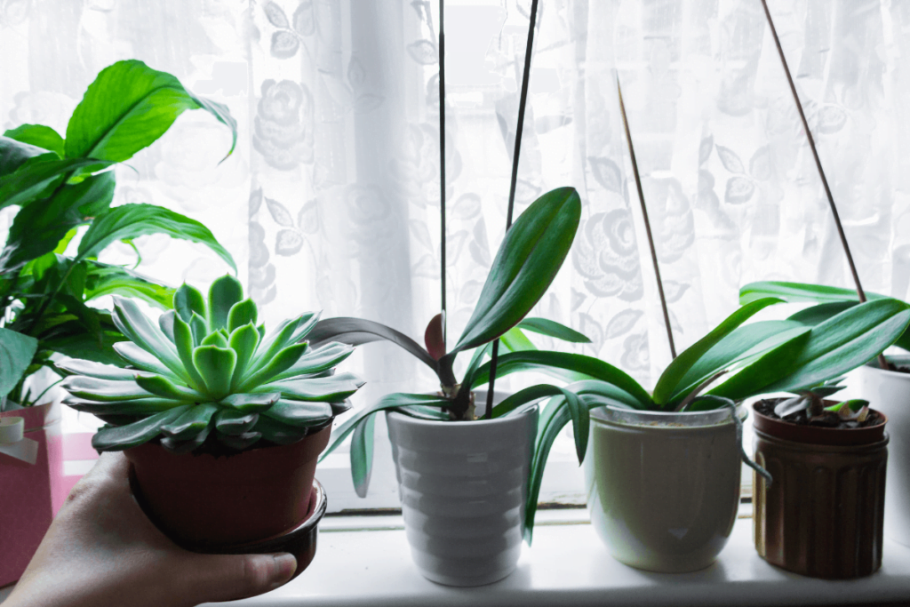 Plantas na decoração: tipos e como organizá-las dentro de casa