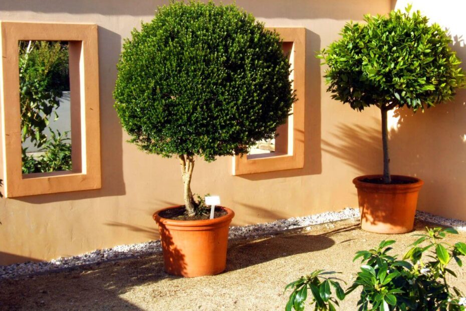 Jardim mediterrâneo: o que é como criar um jardim na sua casa