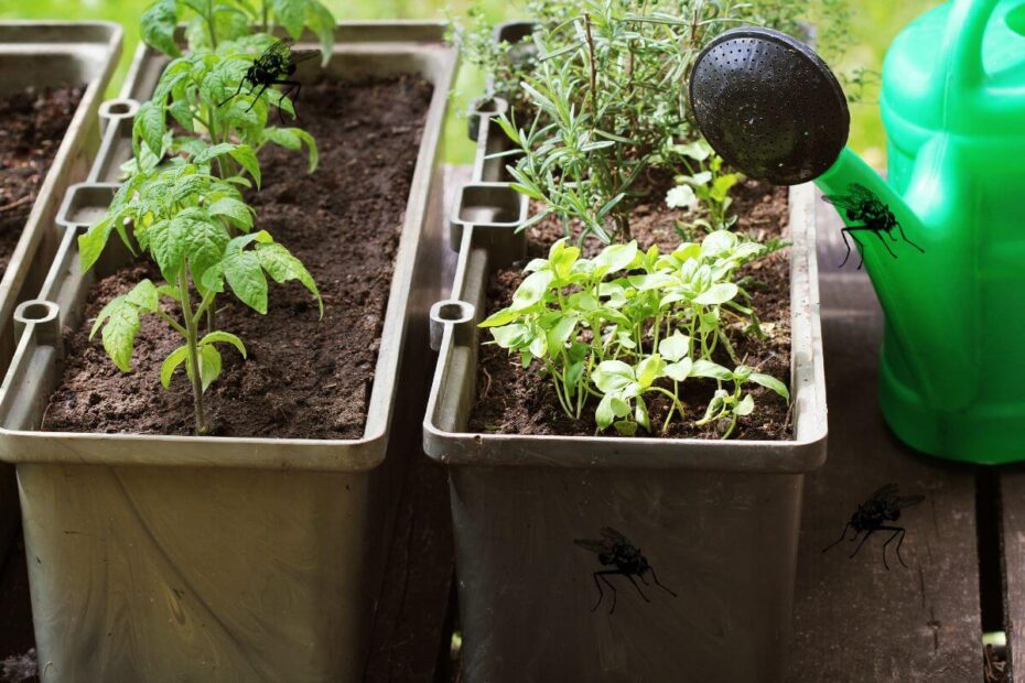 Mini horta: é mais simples do que você imagina fazer uma mini horta na sua casa