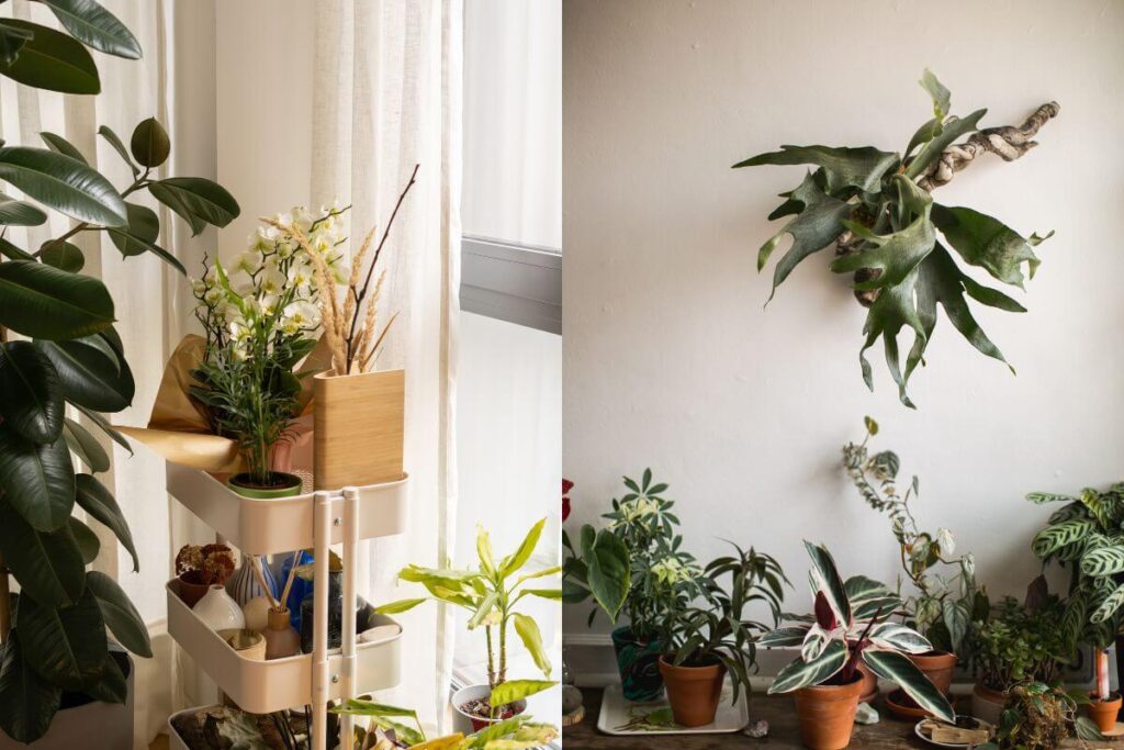 Plantas dentro de casa: a verdadeira razão para você ter plantas por perto