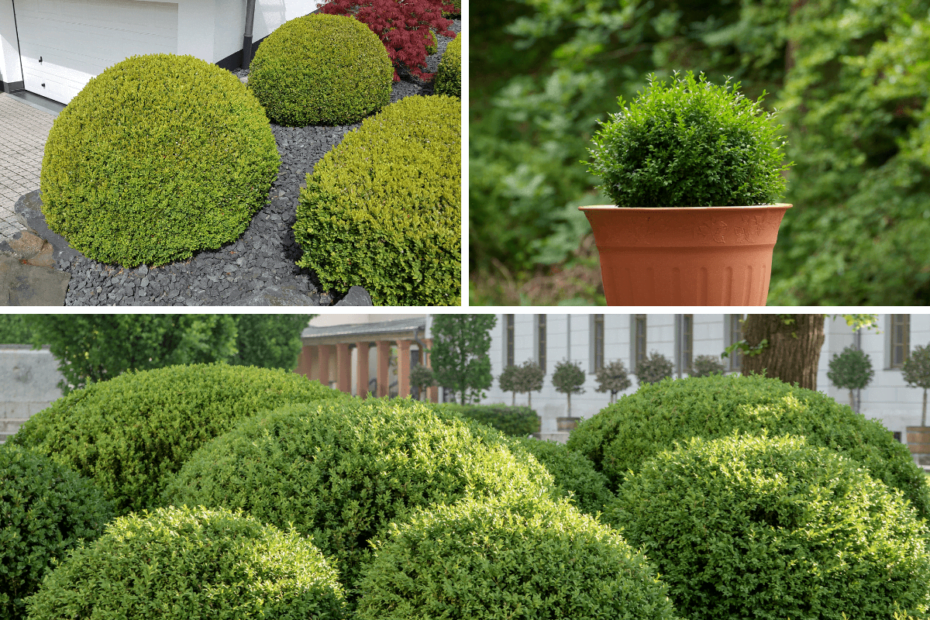 Buxinho de jardim: aprenda a cultivar e deixar seu jardim lindo com essa plantinha