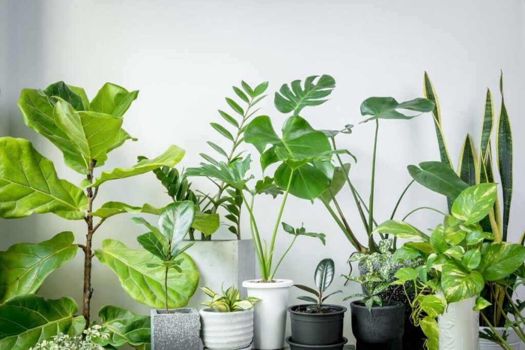 Plantas para decorar a casa: como escolher as plantas certas para o seu lar