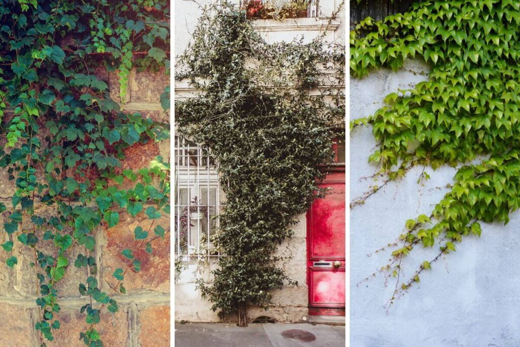 Plantas trepadeiras para muros: as plantas que crescem mais rápido e fazem seu jardim brilhar