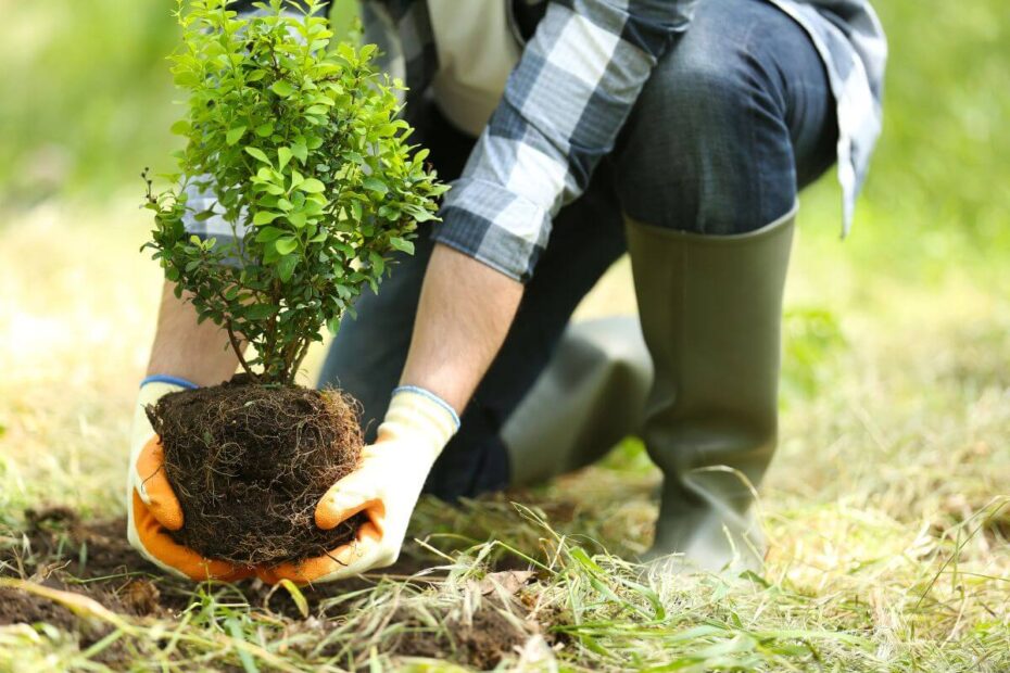 10 árvores para plantar em casa para aumentar a sua qualidade de vida