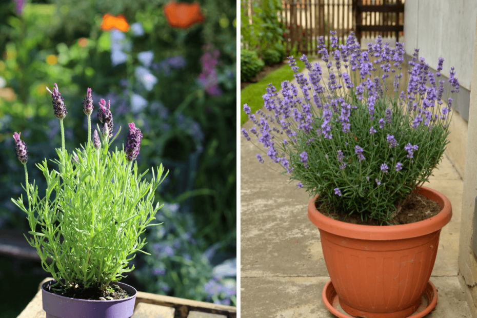 5 dicas para cultivar lavanda em seu jardim