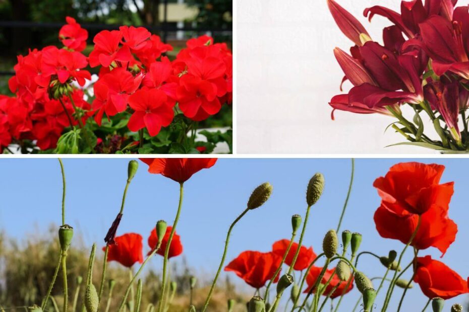 As 10 flores vermelhas mais bonitas para o seu jardim