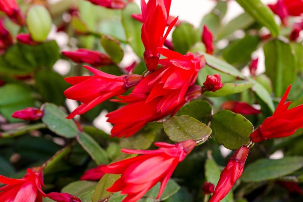 A Hatiora gaertneri é uma planta linda e que exige pouco cuidado