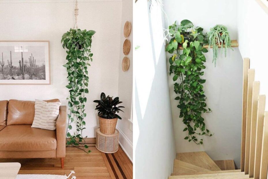 A jiboia pendente é uma planta fantástica para decorar qualquer ambiente