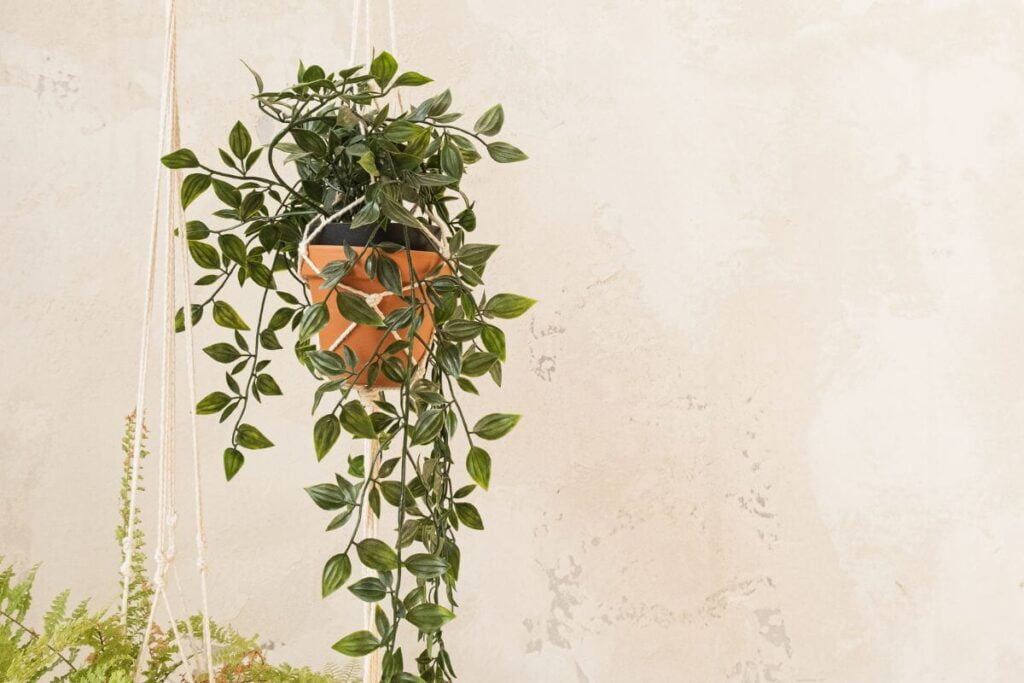 Plantas pendentes: Como escolher a planta ideal para decorar sua casa