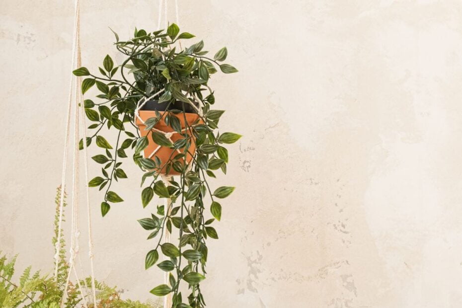 Plantas pendentes: Como escolher a planta ideal para decorar sua casa