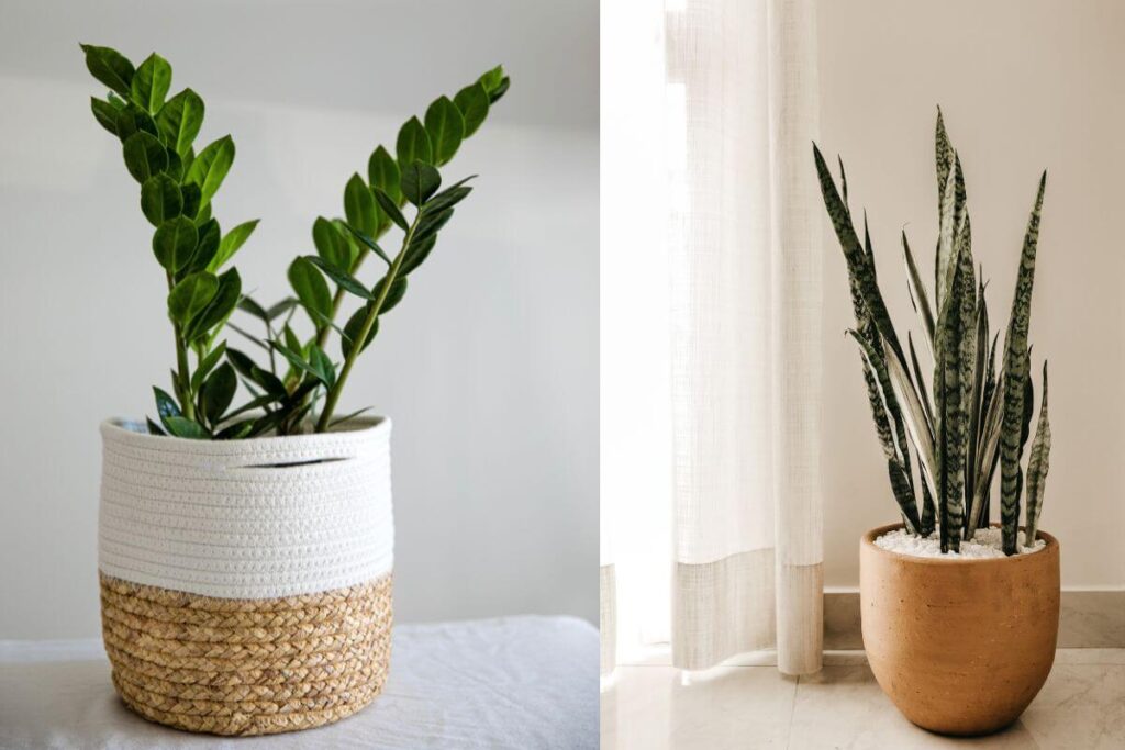 Plantas que deixam a casa fresquinha: não podem faltar no verão!