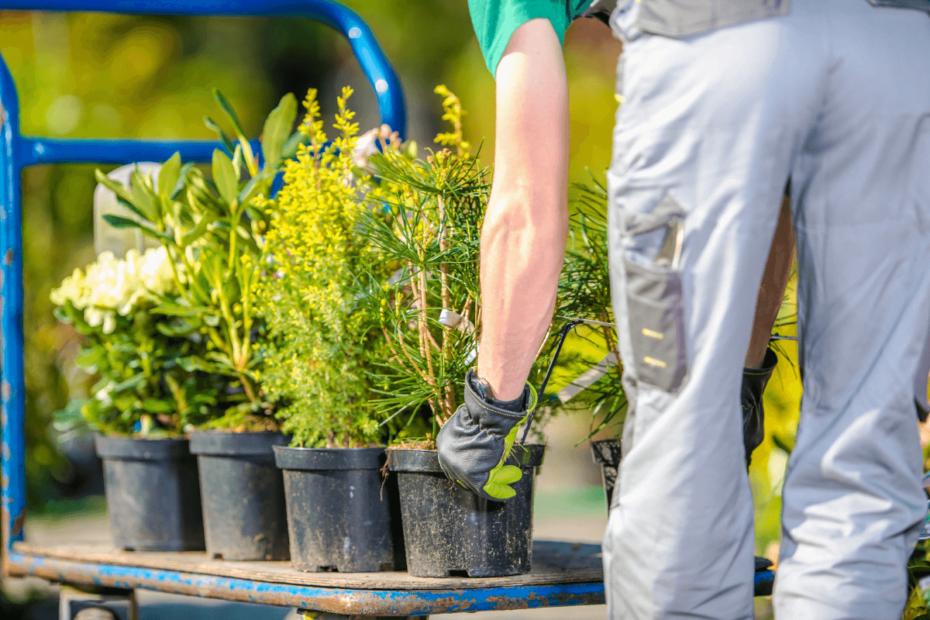 Jardim naturalista: aprenda como criar um ambiente naturalista em seu próprio quintal!