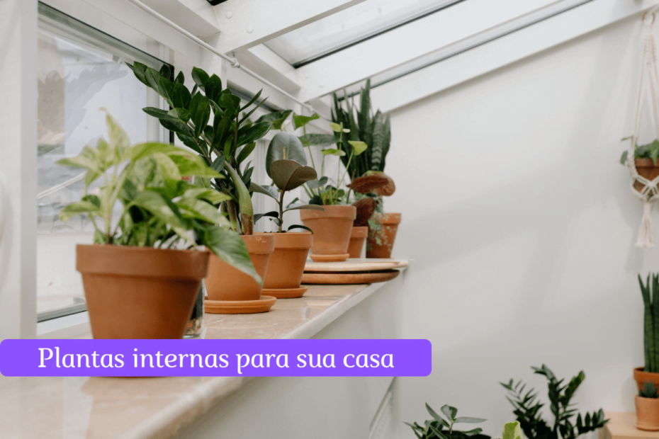 Deixe a natureza entrar: plantas internas para todos os ambientes