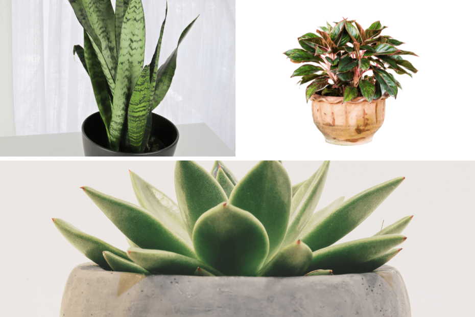 Plantas aquáticas: as melhores opções para o seu jardim!