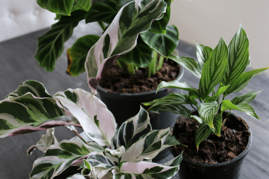 Plantas para uma casa pequena: as melhores opções para sua casa