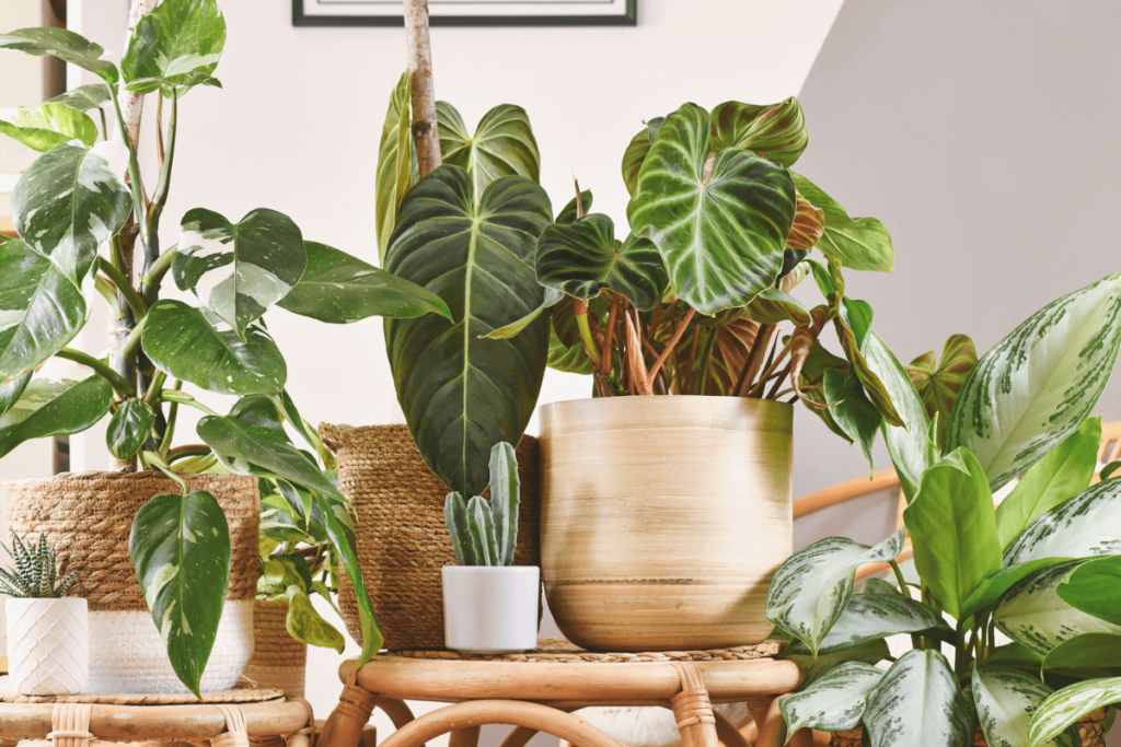 Urban jungle: maneiras de trazer esse estilo para a decoração da sua casa