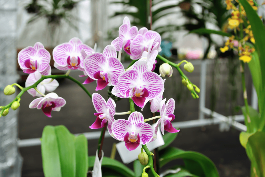 Jardim de orquídeas: como cultivar essas lindas flores na sua casa