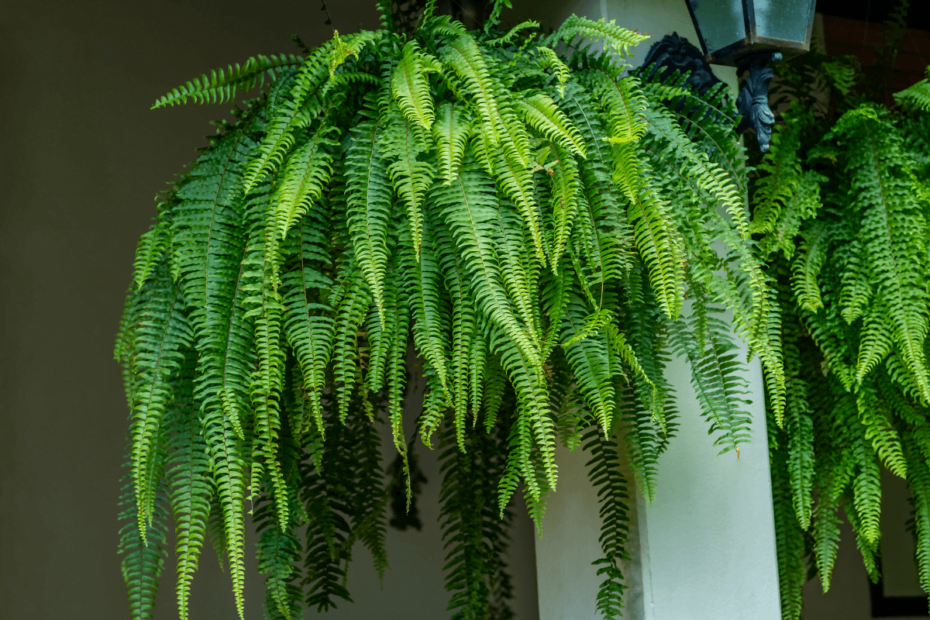 Jardim de samambaias: como criar um jardim de samambaias saudável e verde em sua casa