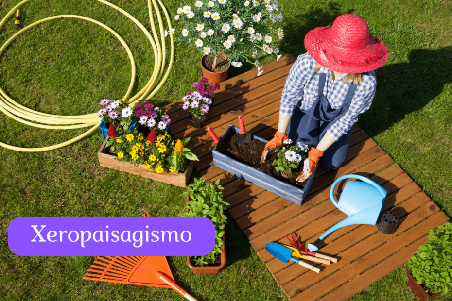 Xeropaisagismo: como criar um jardim resistente à seca e cheio de vida