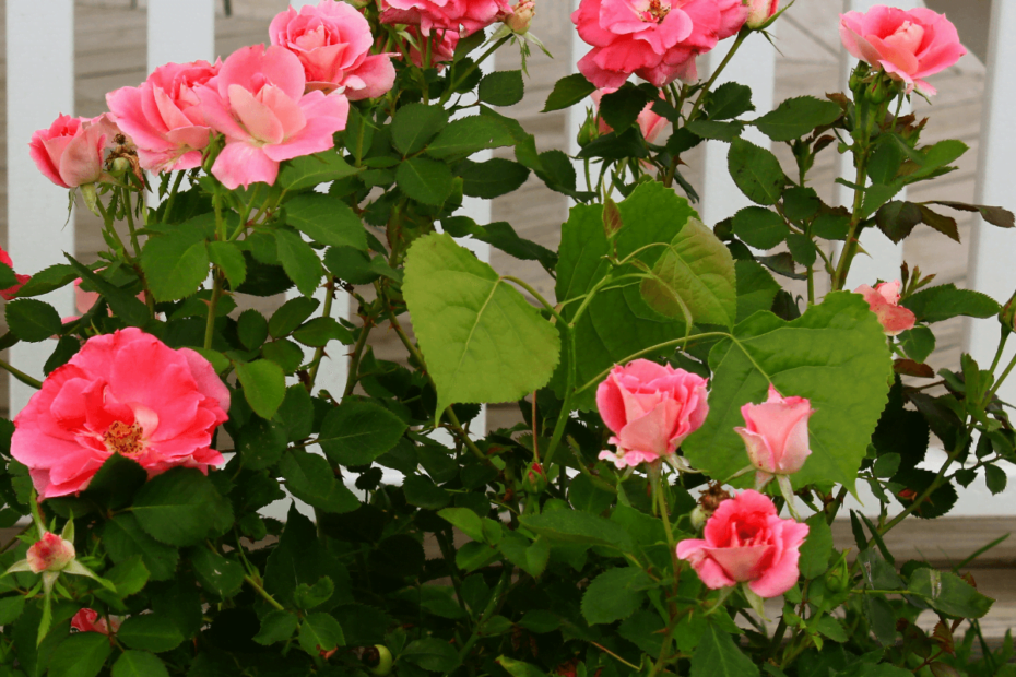 Como criar um jardim de rosas saudável e florido em sua casa